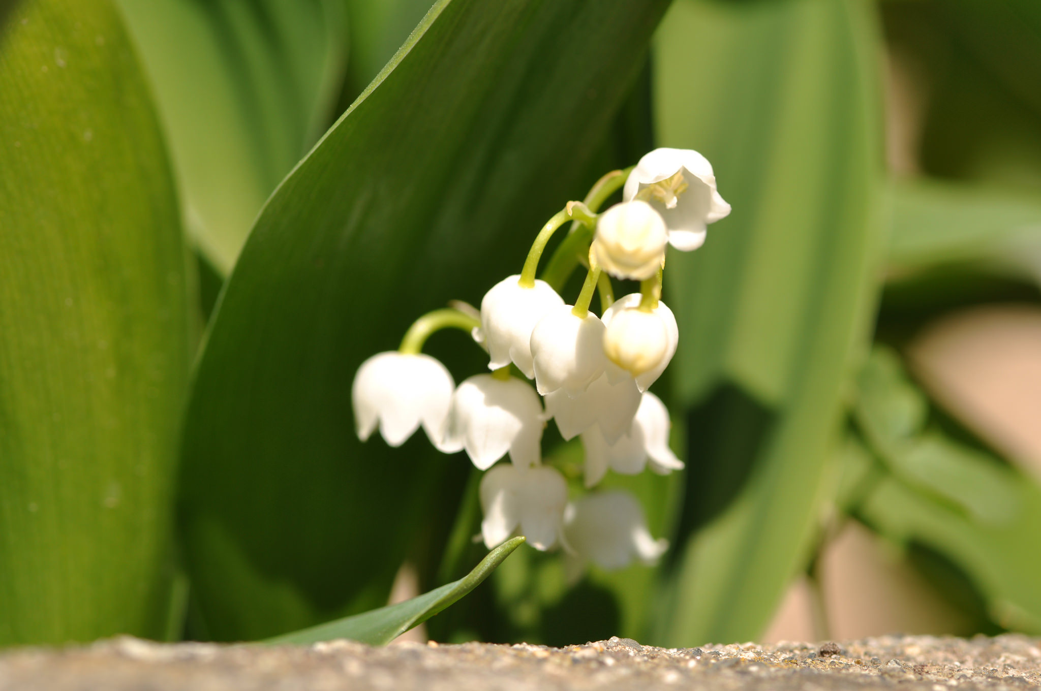 Pourquoi offre-t-on du muguet le 1er mai ?