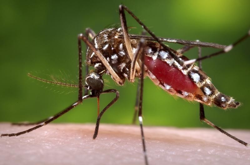 Alerte au virus Zika en Martinique et Guyane