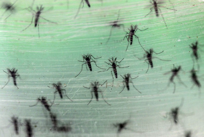 Début d'épidémie du virus Zika en Martinique et en Guyane