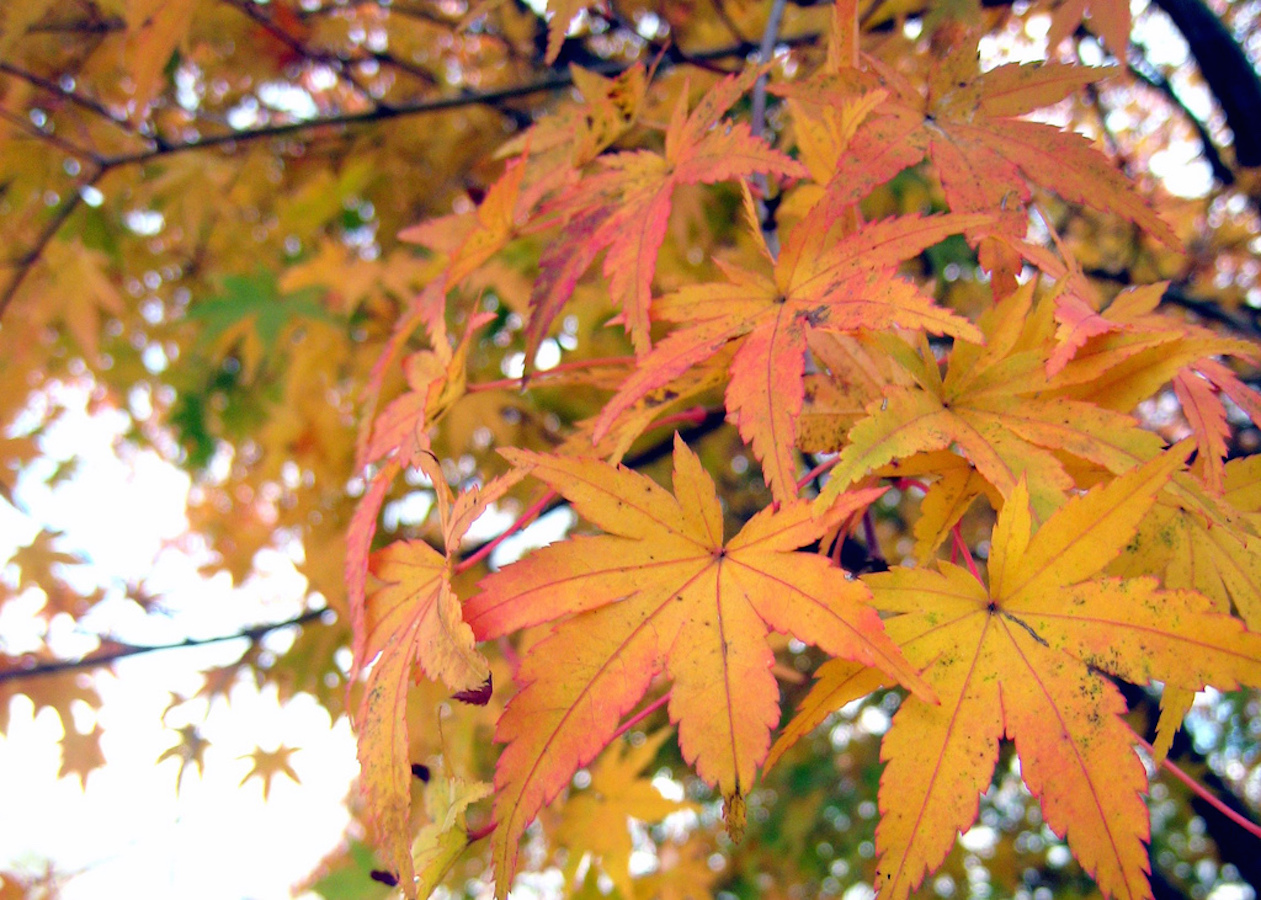 Triste l'automne ? Mais non !