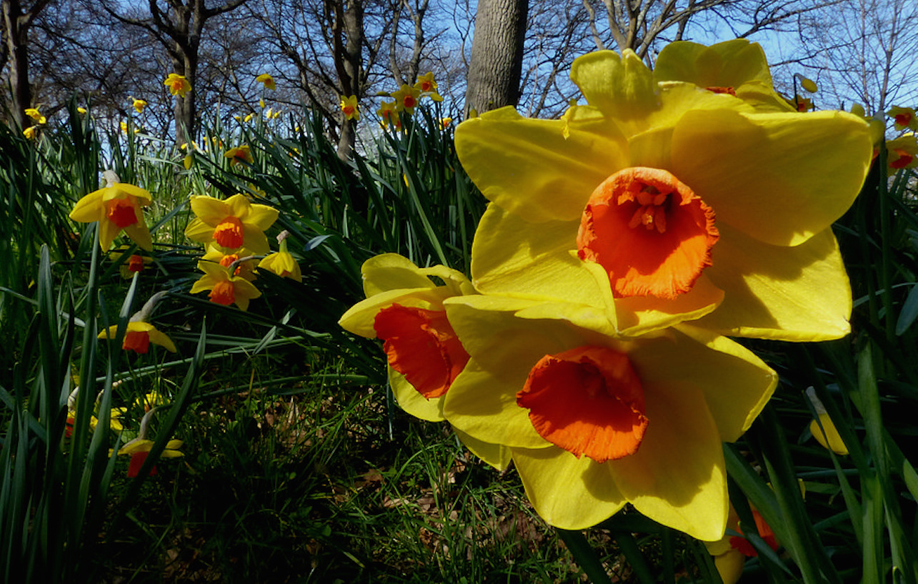 Le printemps est là : 5 choses à savoir