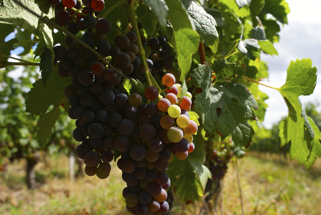 Le Beaujolais nouveau est arrivé !