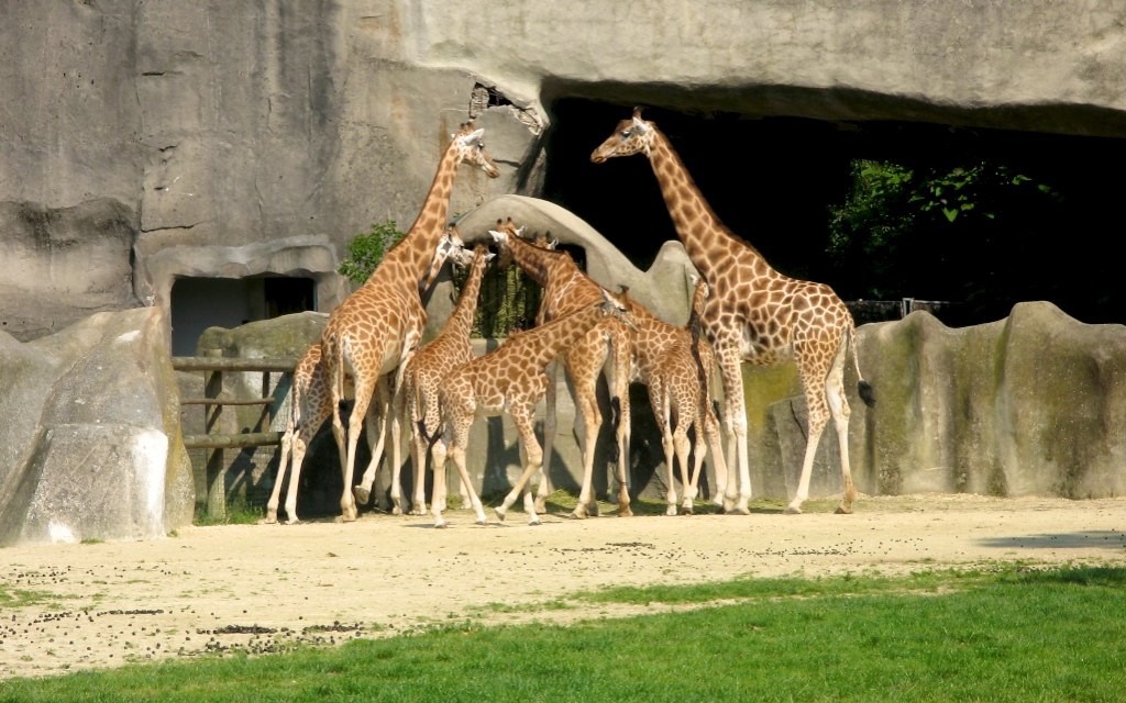 Pourquoi les girafes ont un long cou…