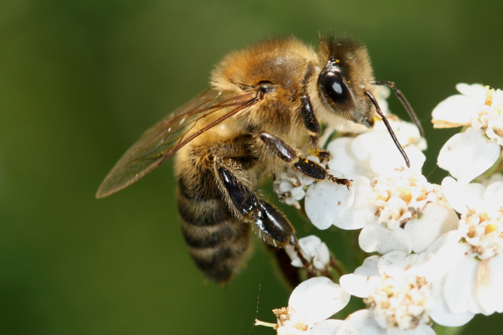 Du trèfle pour les abeilles, la plus grande tablée du monde et un plongeur recraché vivant par une baleine