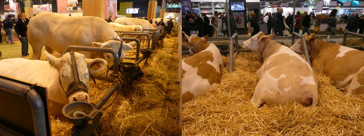 Salon de l'Agriculture : les politiques, vaches ou pas ?
